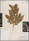 Foto von Salix eriocephala var. watsonii (Bebb) Dorn